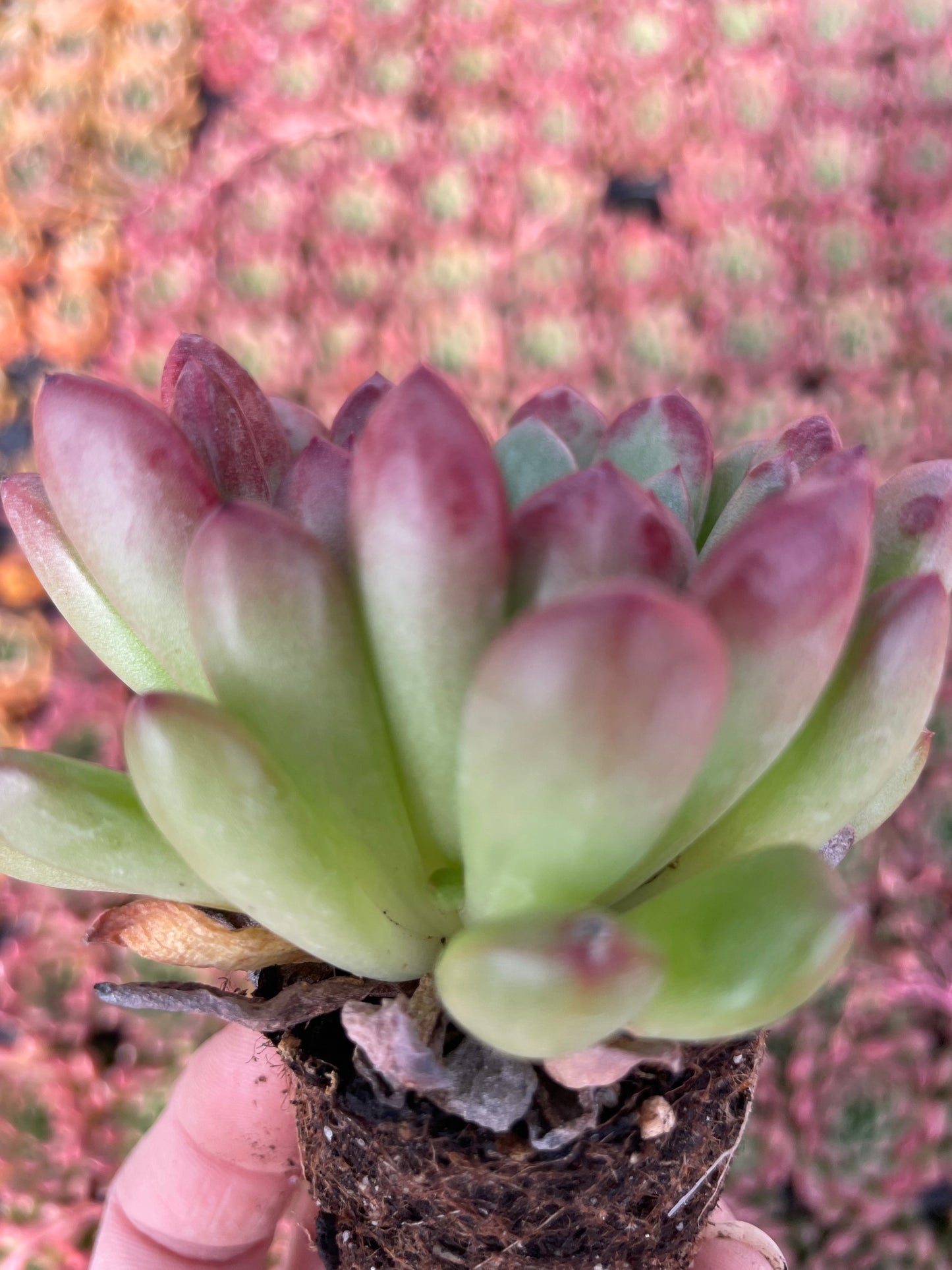 Echeveria Pink Ruby