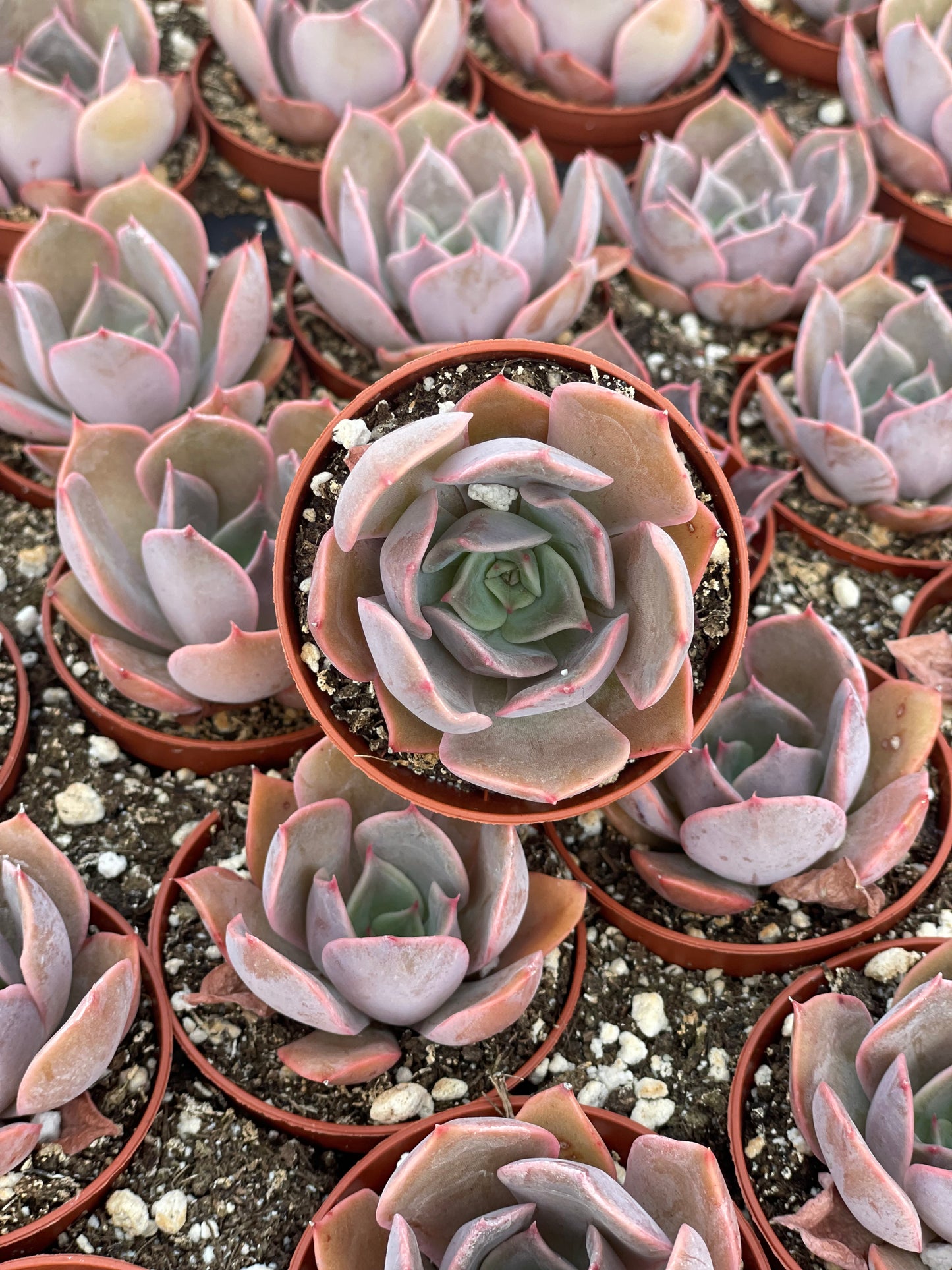 Echeveria Costa