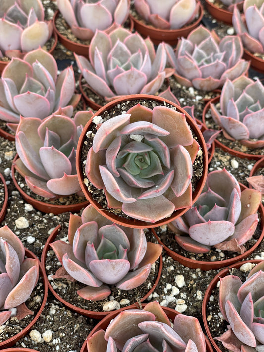 Echeveria Pink Costa - Tray of 40