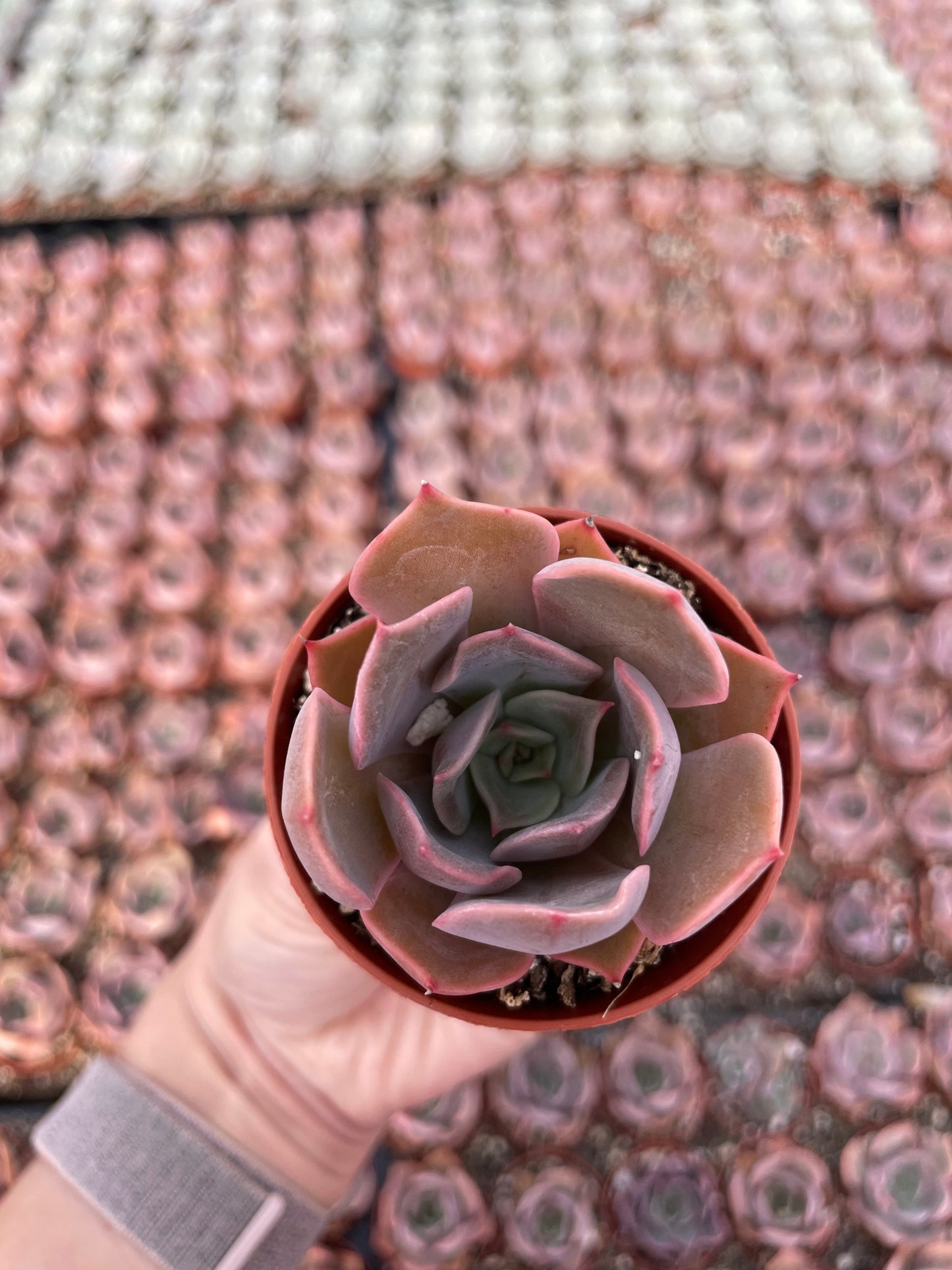 Echeveria Costa