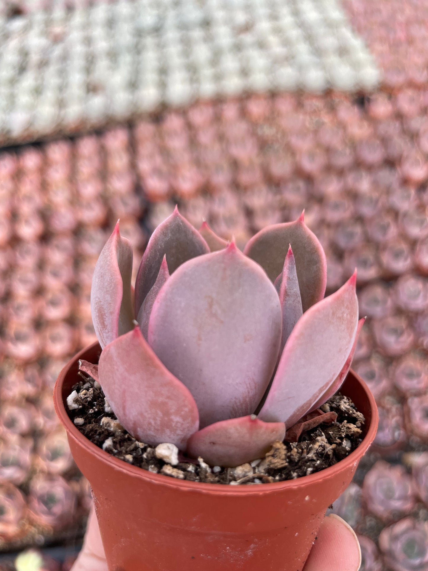 Echeveria Costa