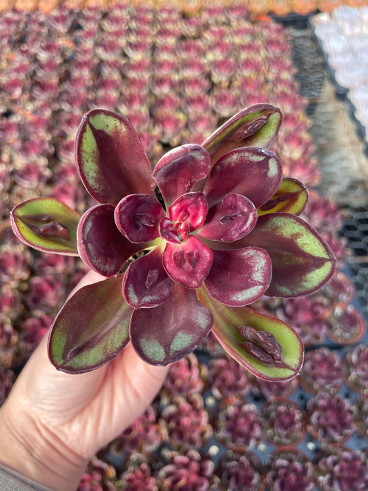 Echeveria Nodulosa Benitsukasa - Tray of 40