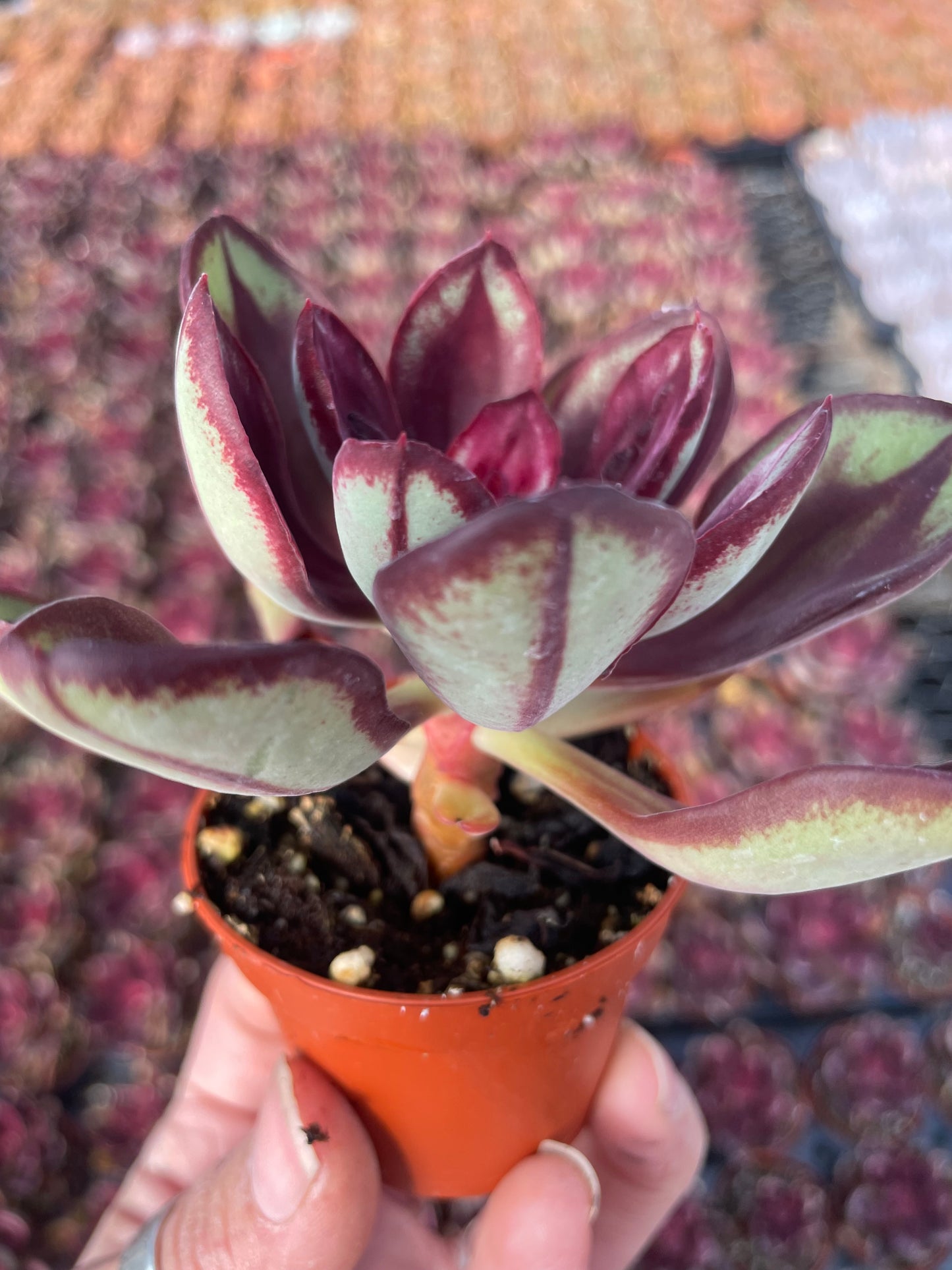 Echeveria Nodulosa Benitsukasa