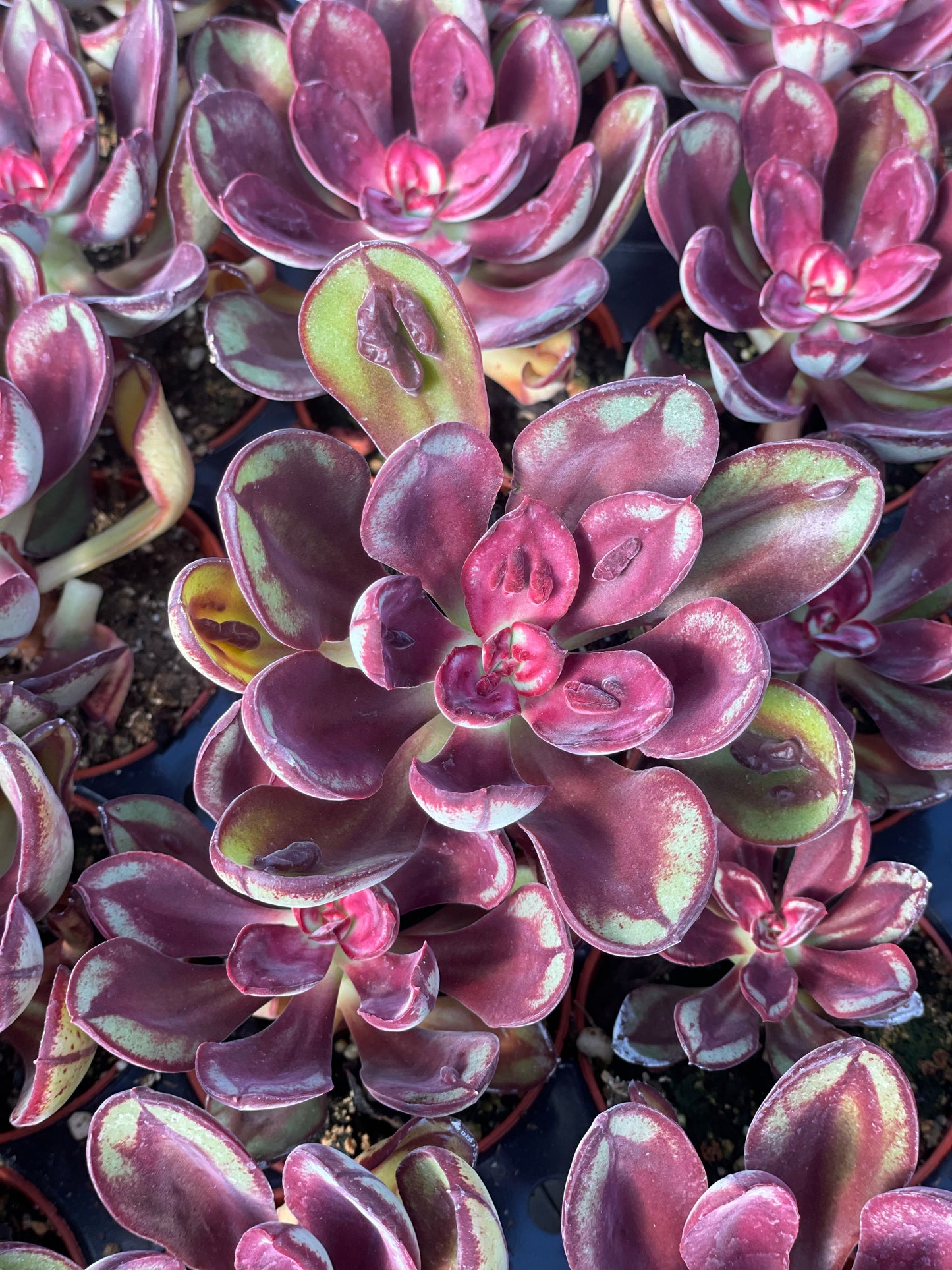 Echeveria Nodulosa Benitsukasa