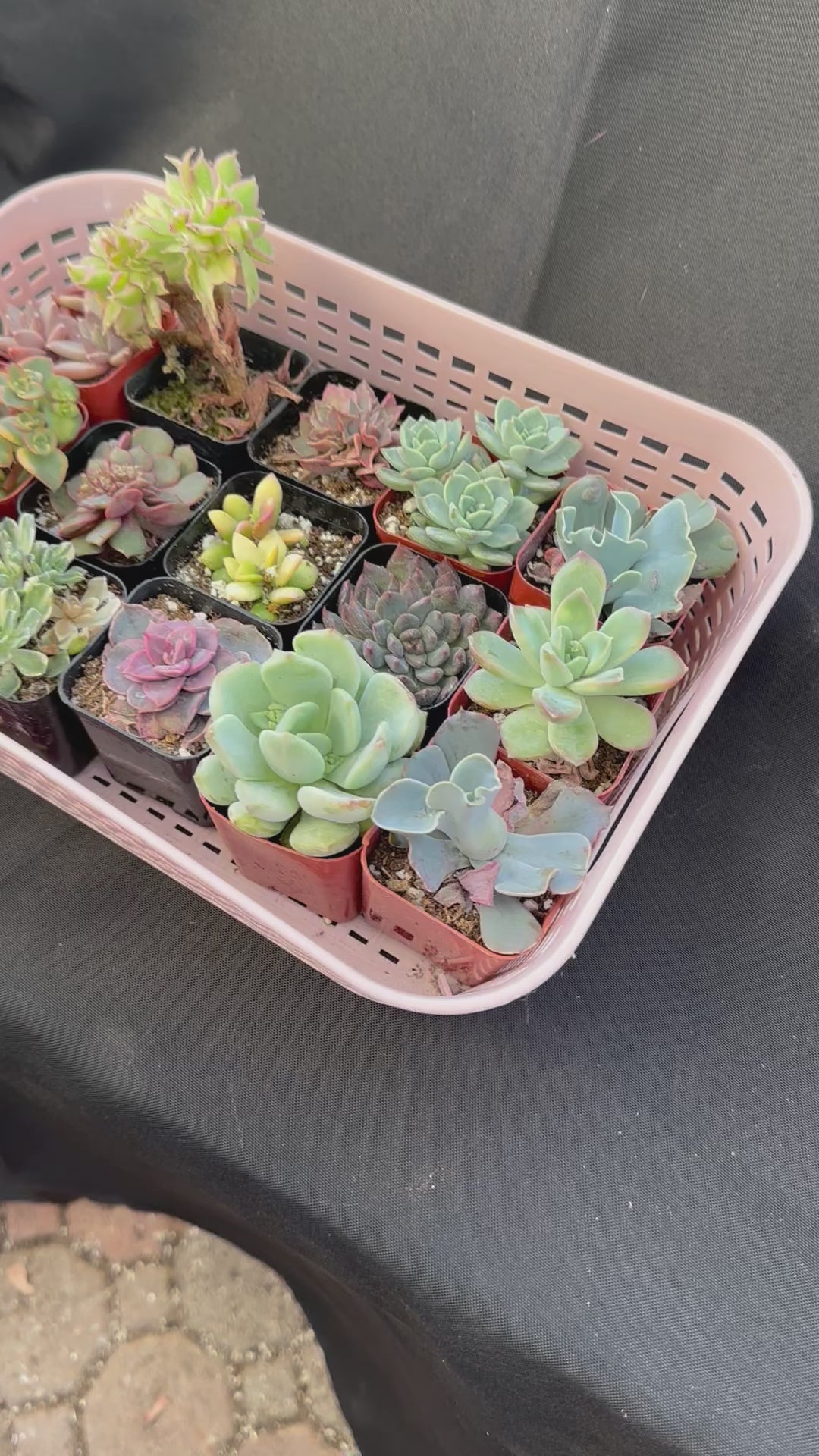 echeveria succulents bluish green Real Live Succulent Cactus Plant : Echeveria 'Blue Bird' variegated