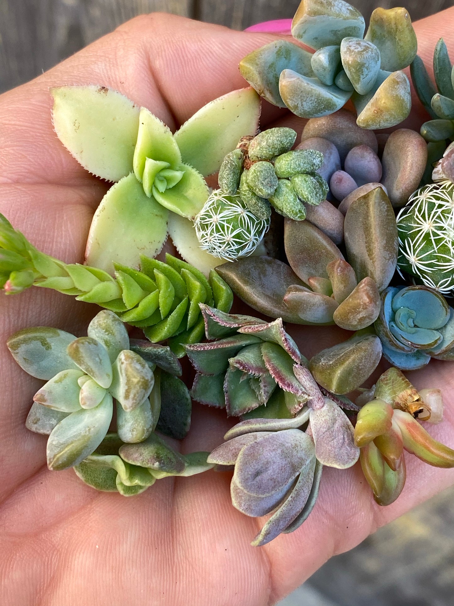 Pixie Cuttings Sets - NOW 15 pc