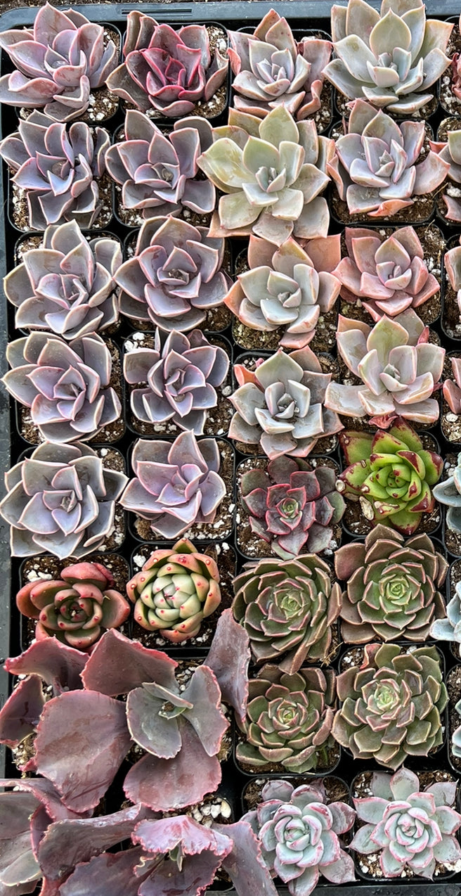 shop succulents 20-Pack of COLORFUL 2" Succulents – Little Succulent Shop