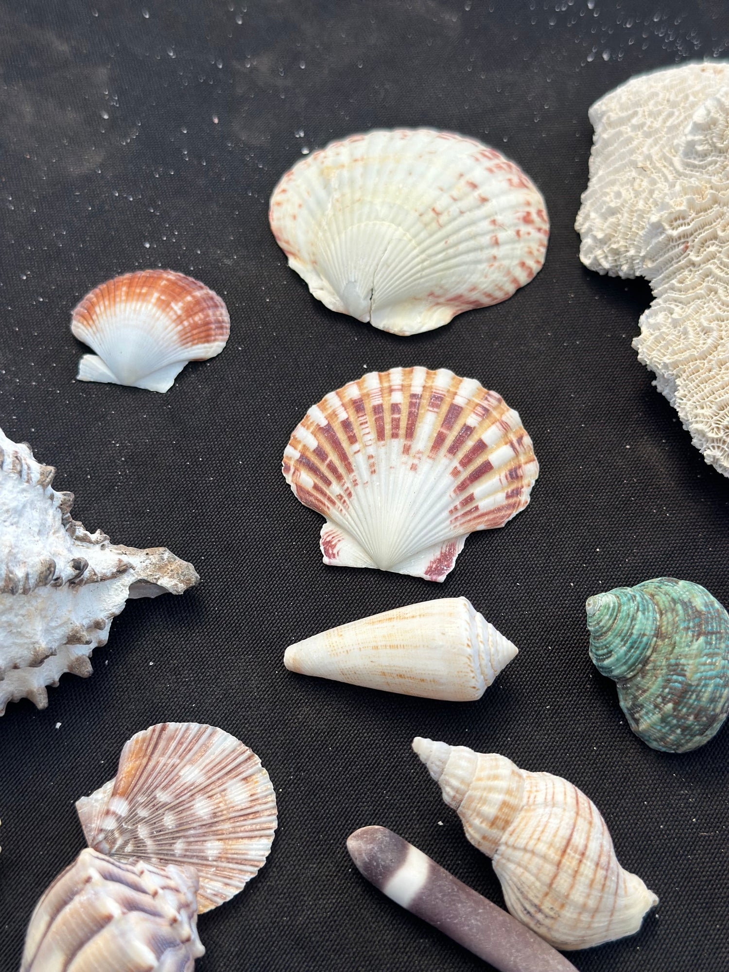 Seashells