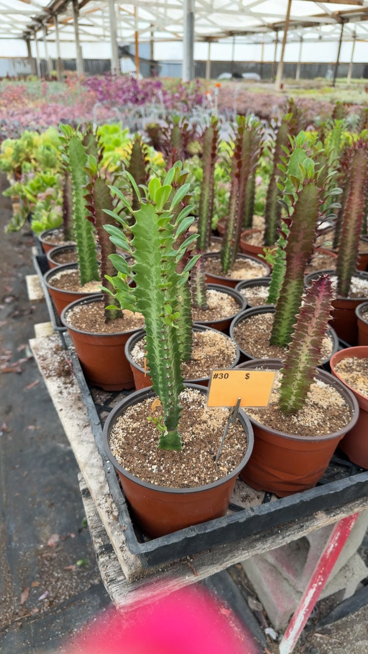 Cactus
