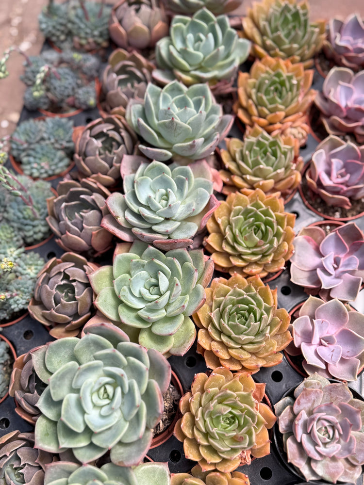 Bulk Succulents