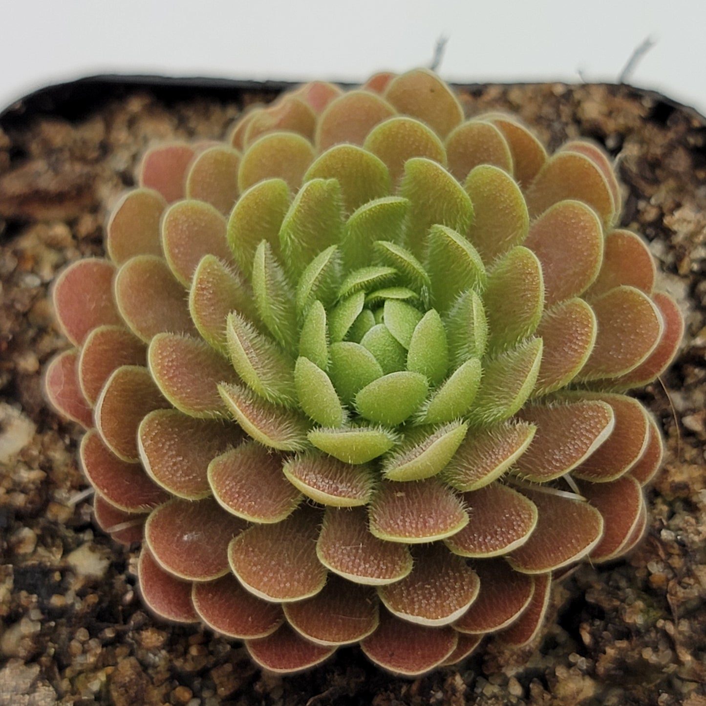 Pinguicula "El Mirador"