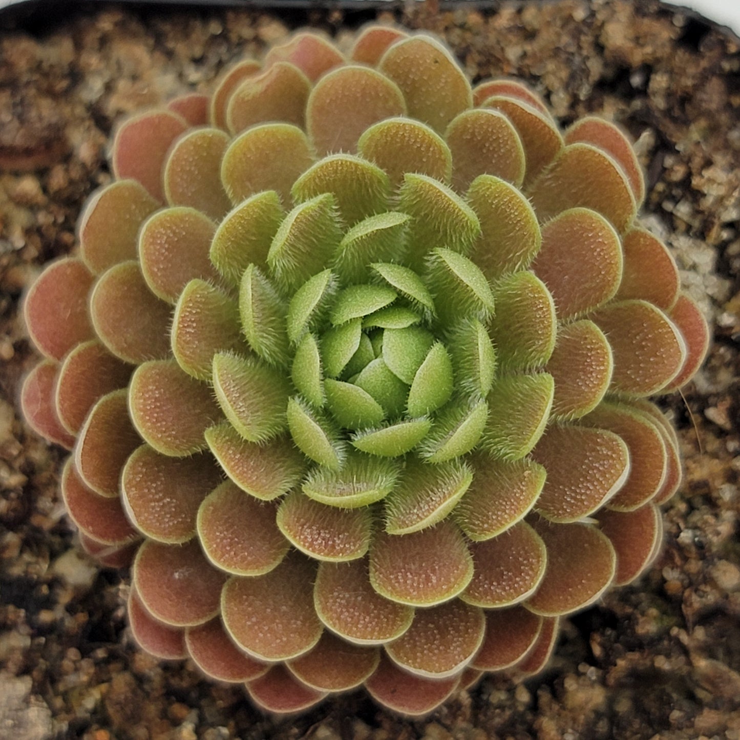 Pinguicula "El Mirador"