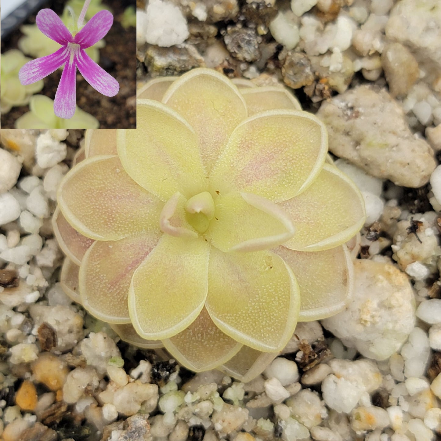 Pinguicula "Sunshine"