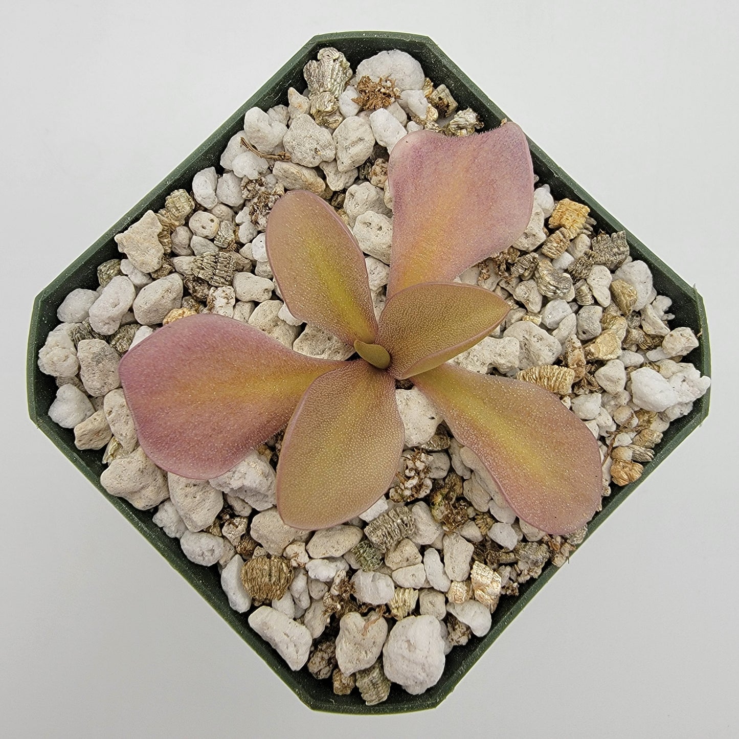 Pinguicula gigantea red x zamudioana