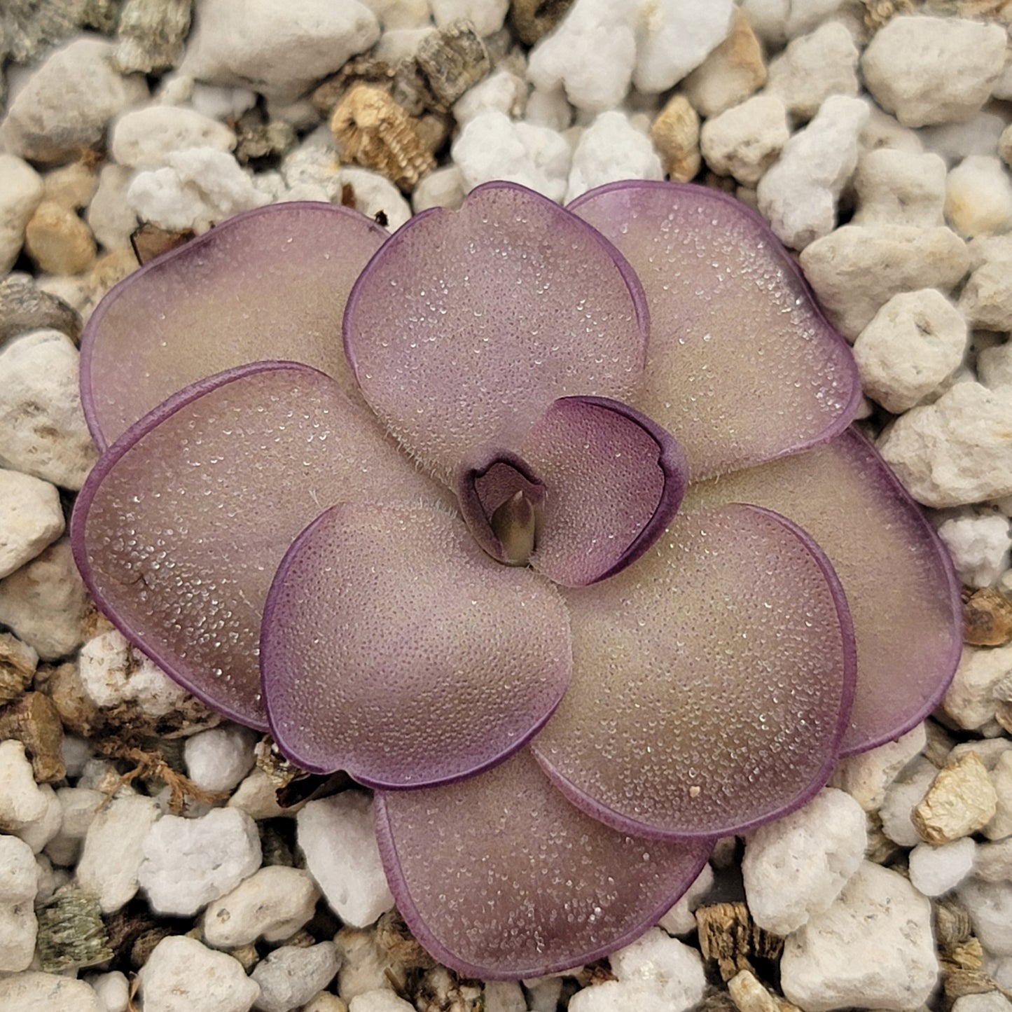 Pinguicula "Leilani"