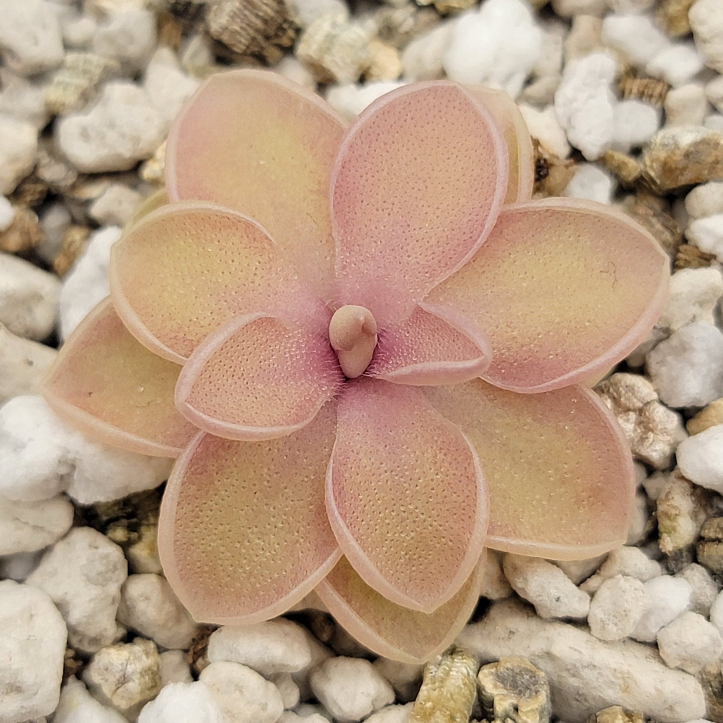 Pinguicula emarginata x jaumavensis