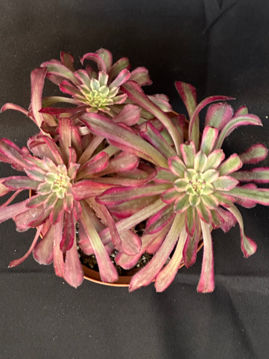 Aeonium Mardi Gras in 6" Pot