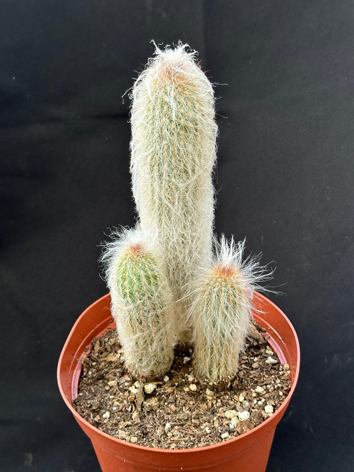 Cleistocactus strausii - Silver Torch or Wooly Torch