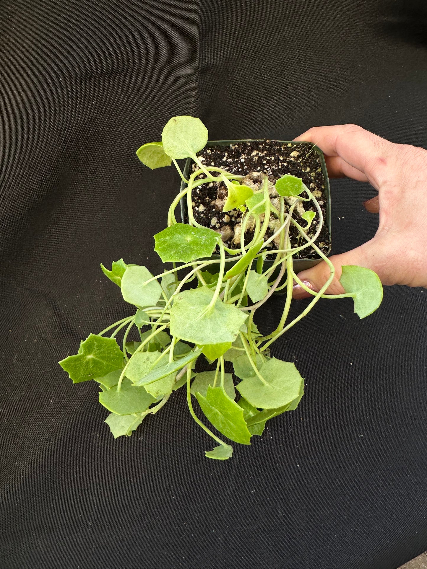 Senecio oxyriifolius - caudex plant