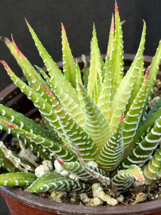 Variegated Haworthia Zebrina