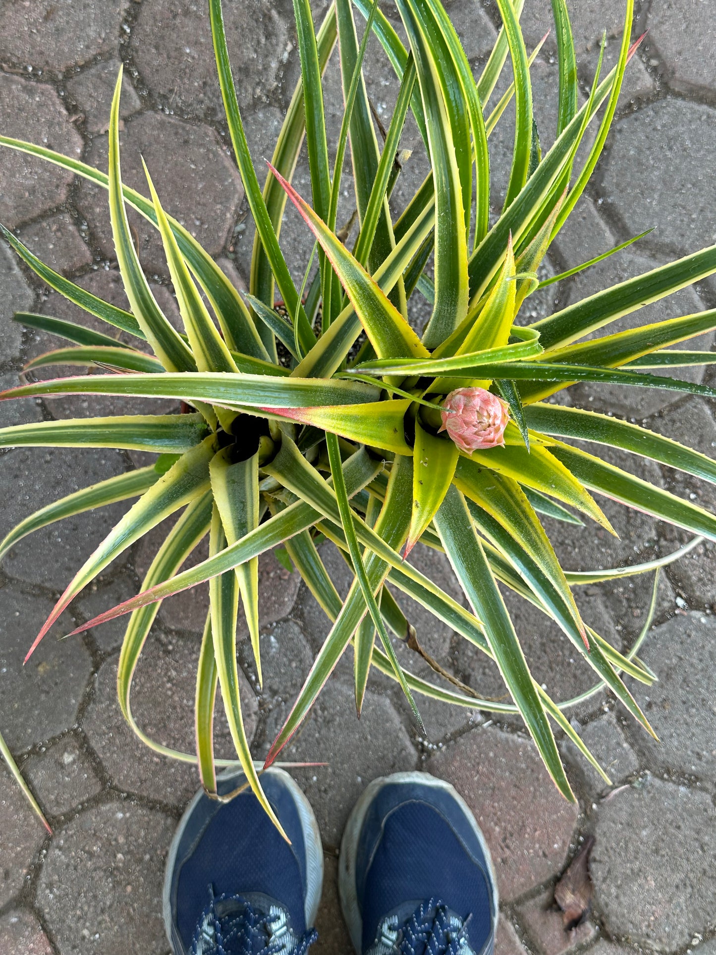 Aztec Gold Variegated Bromeliad Cluster