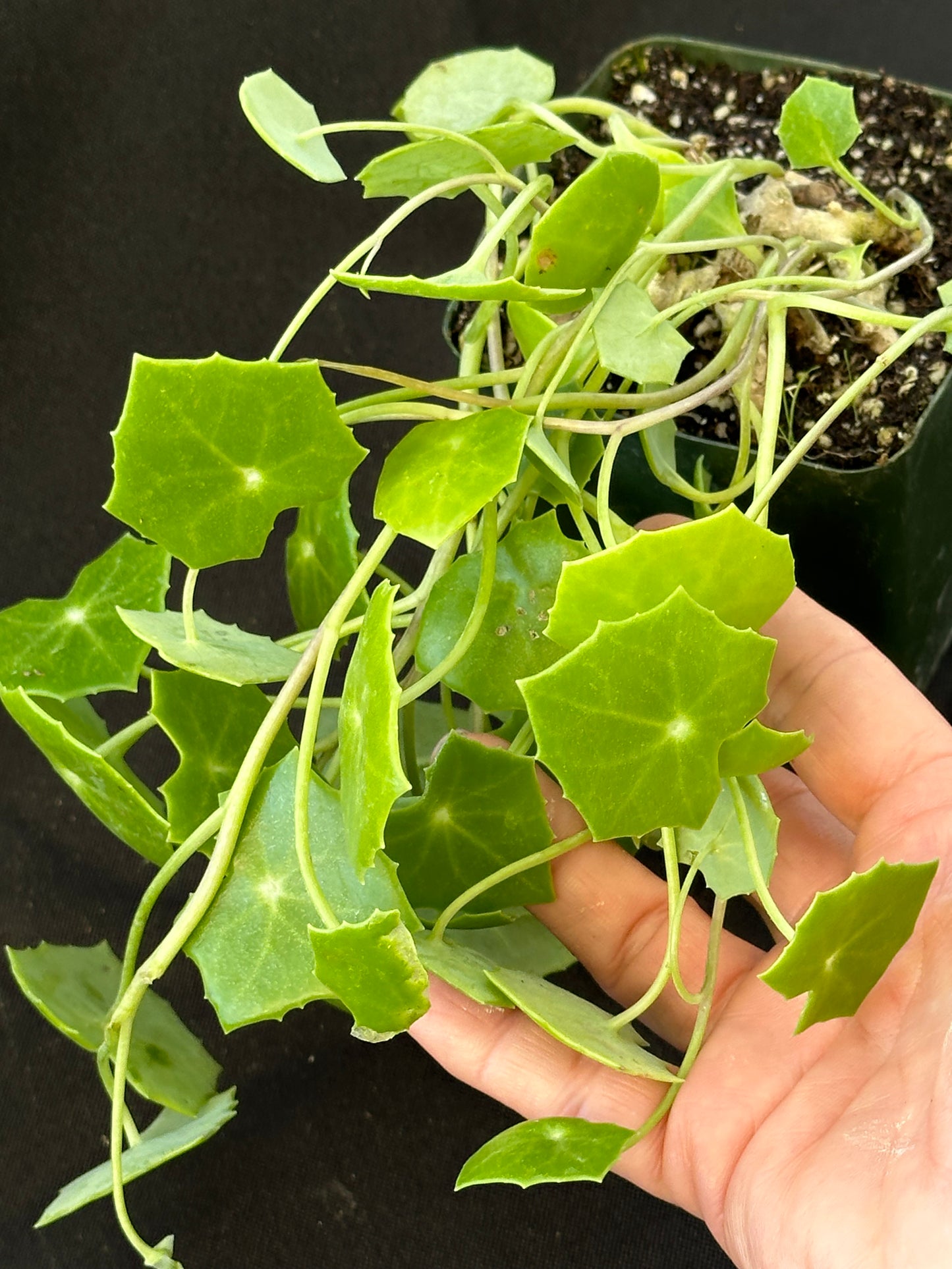 Senecio oxyriifolius - caudex plant