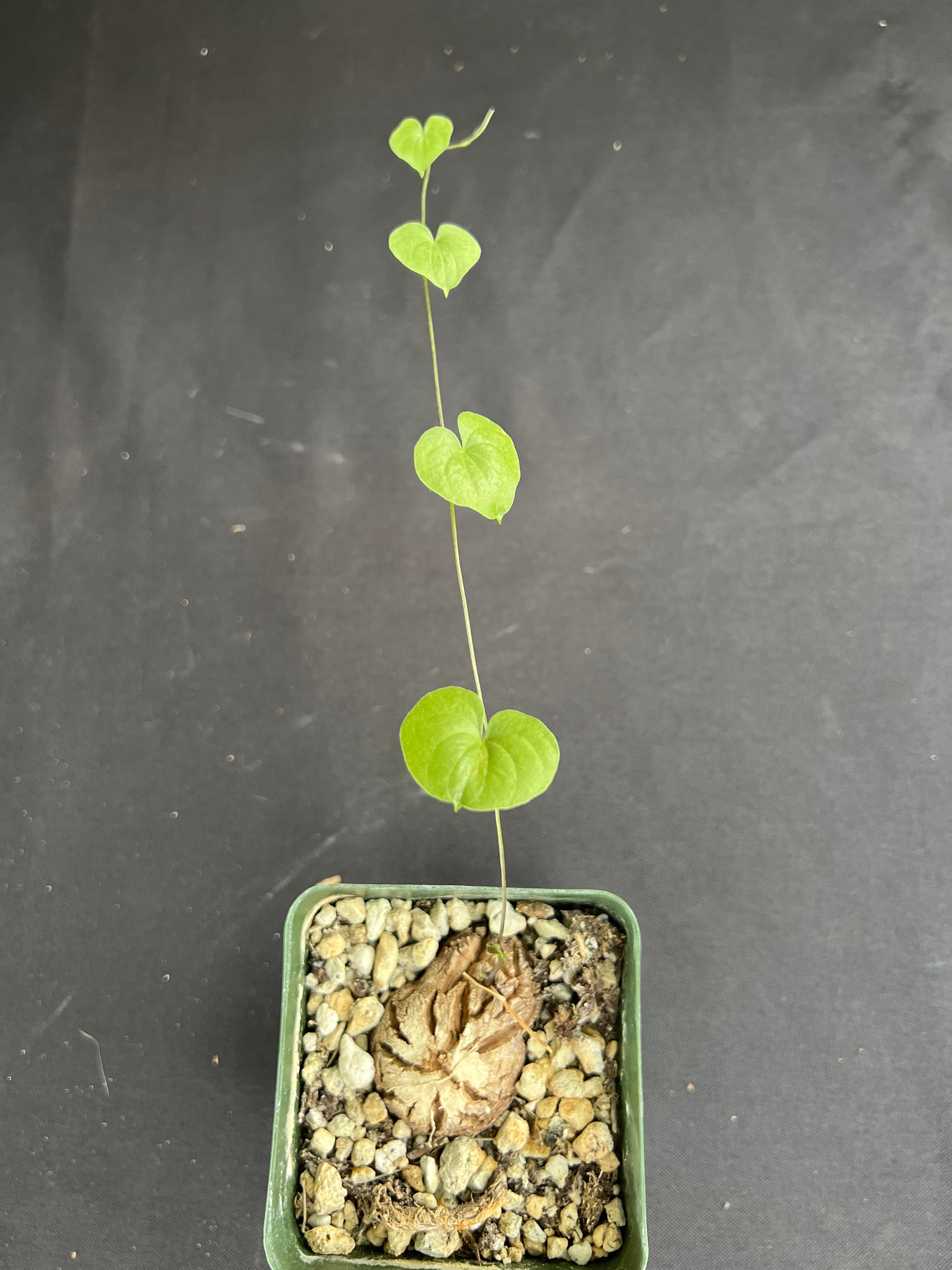 Dioscorea elephantipes