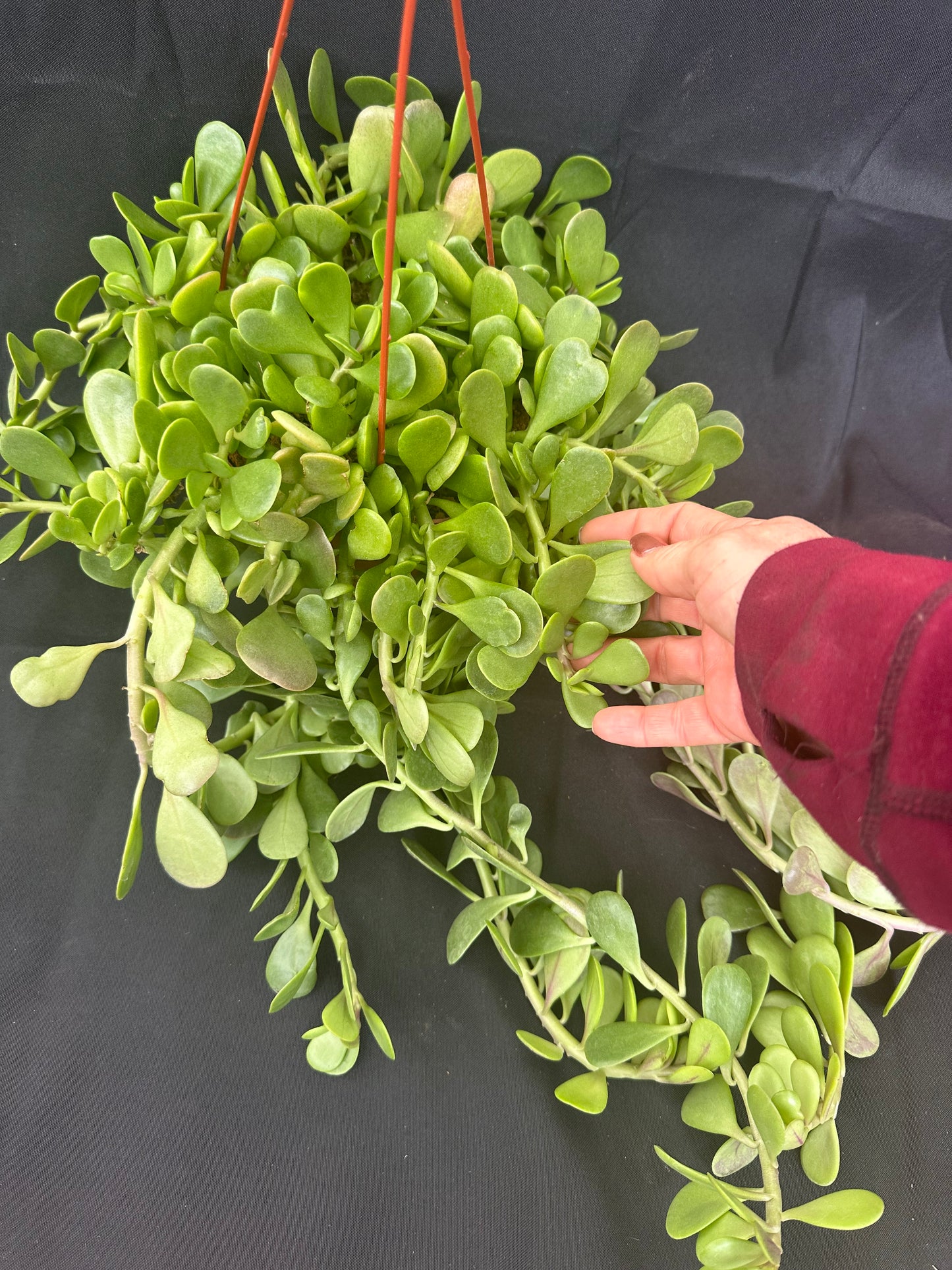 Trailing Jade (Senecio Jacobsenii)