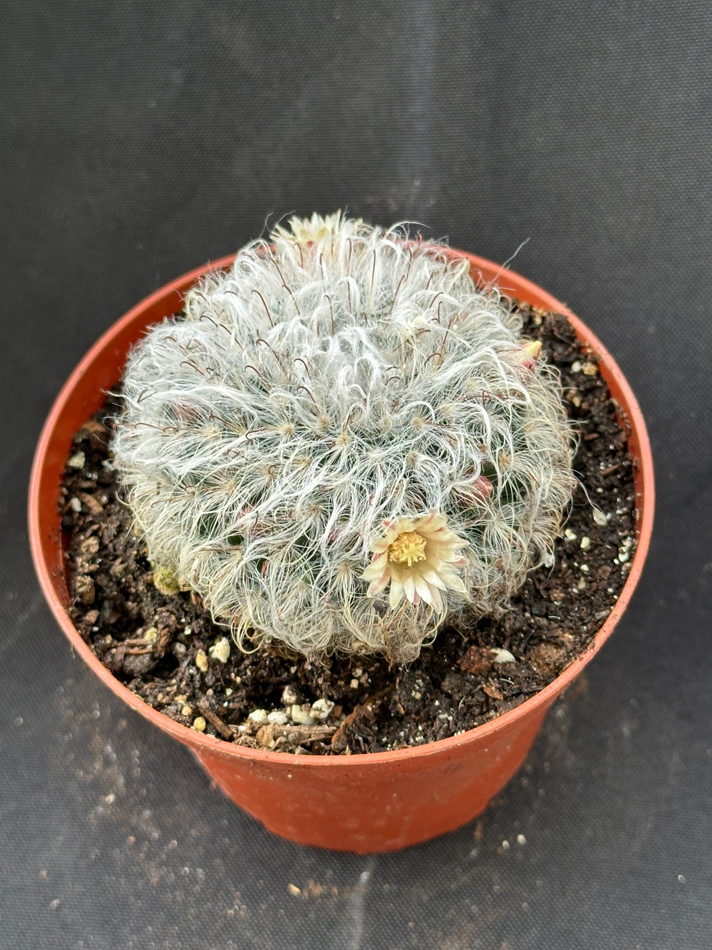 Mammillaria plumosa