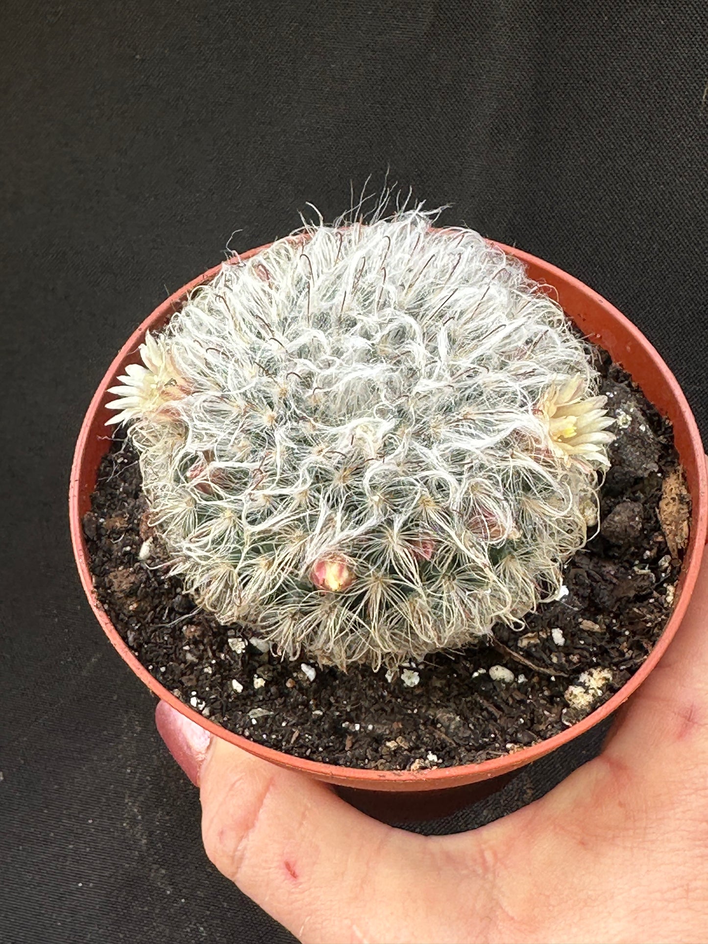 Mammillaria plumosa