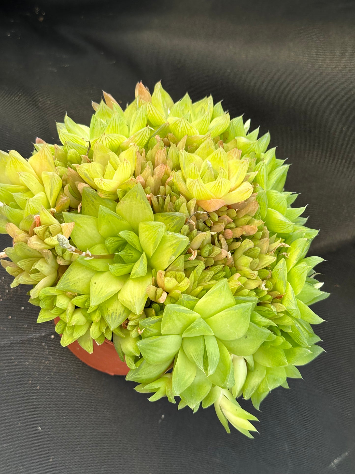 Loaded 6" Haworthia cymbiforis cluster