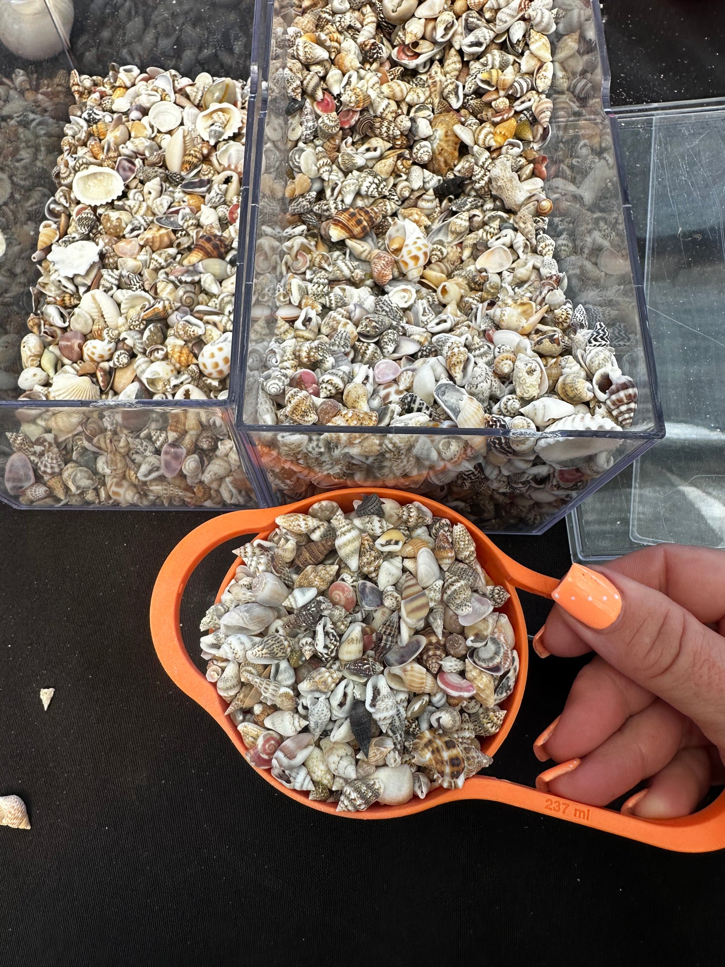 Mini seashells