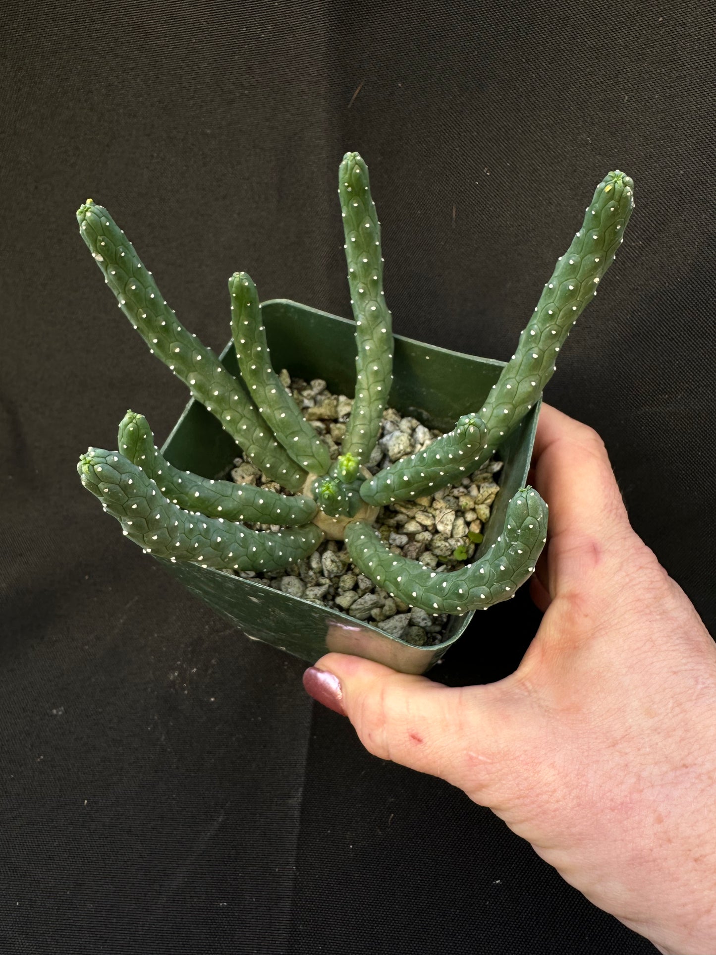 Euphorbia Inermis