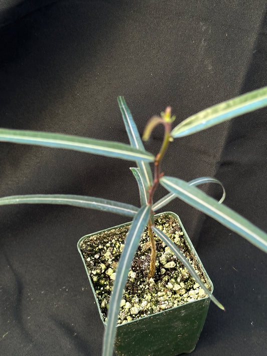 Brachychiton Rupestris - Quennsland Bottle Tree