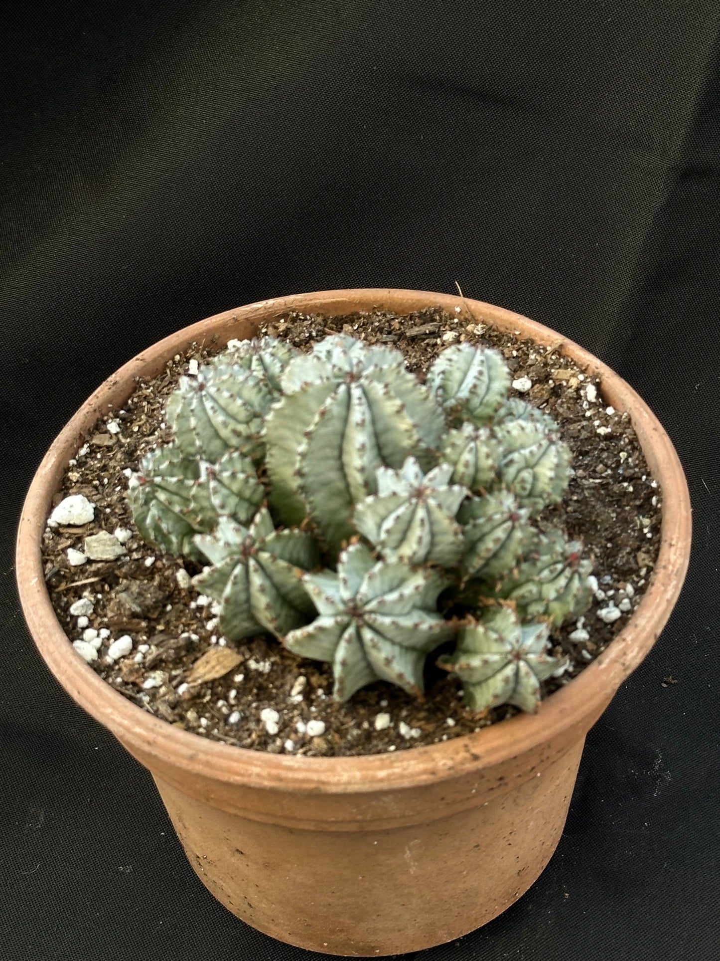 Euphorbia Horrida Cluster