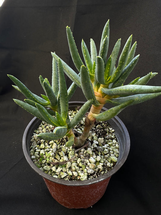 Aloe ramosissima