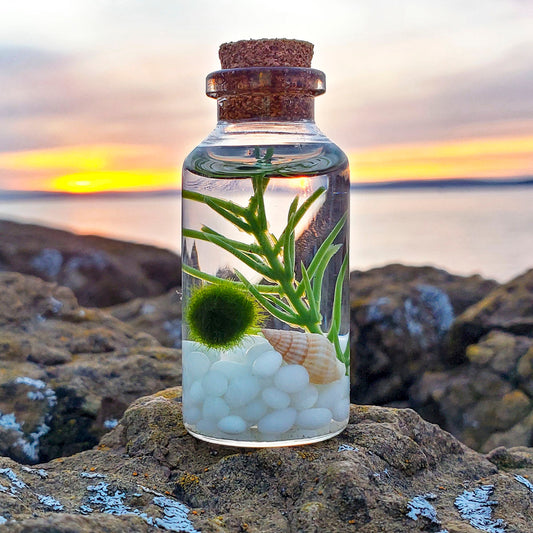 Small Alchemist Terrarium Starter Kit with Baby Moss Ball Pet