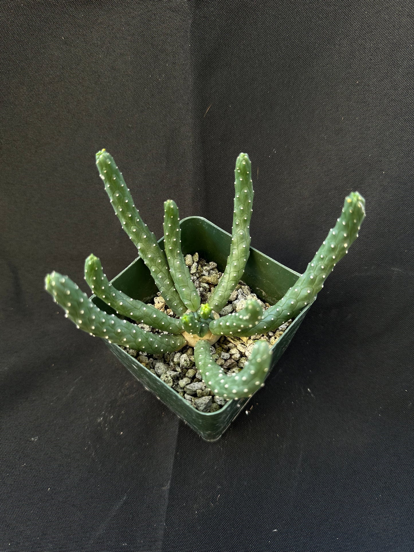 Euphorbia Inermis