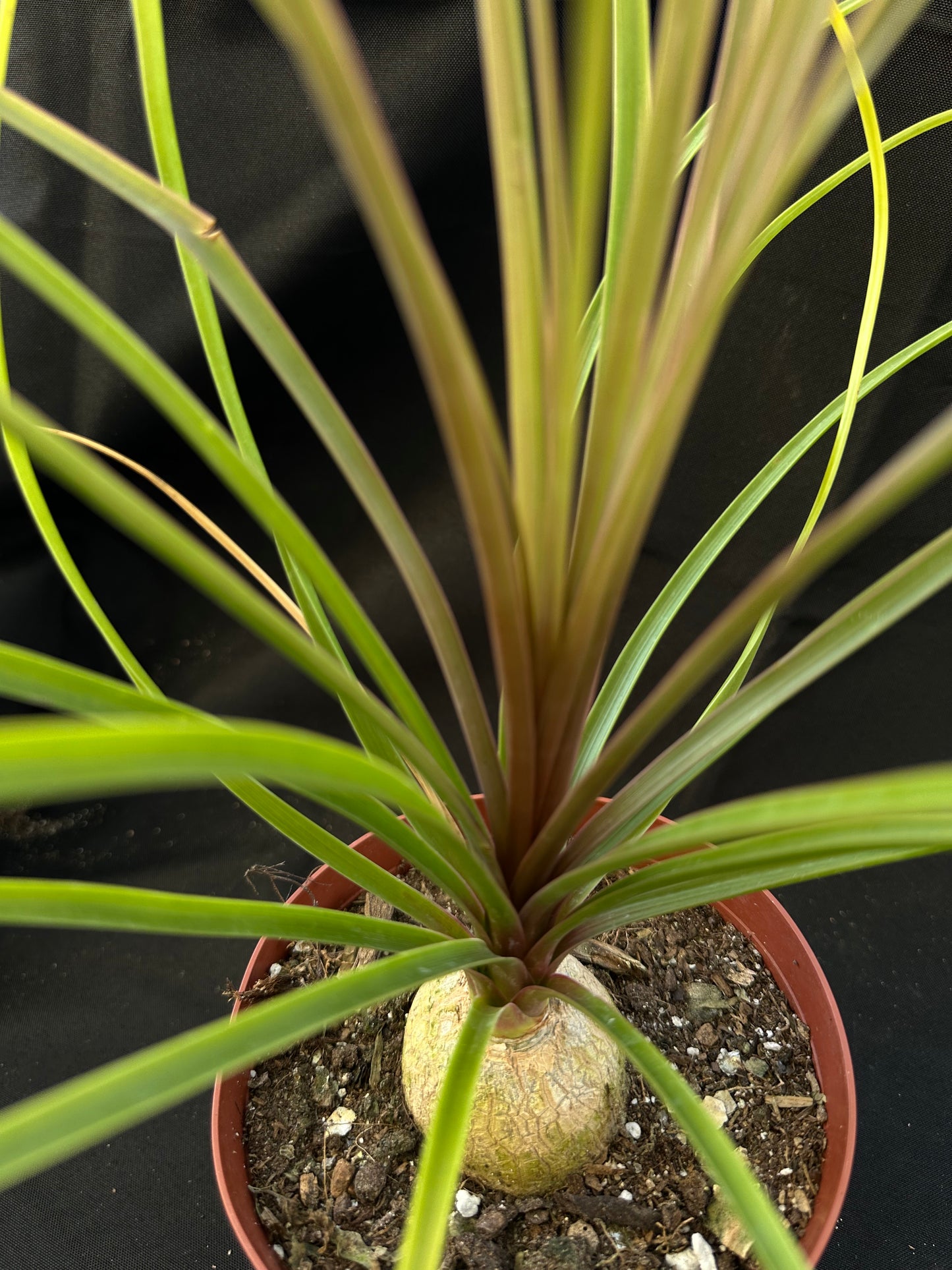 Beaucarnea recurvata - Ponytail Palm