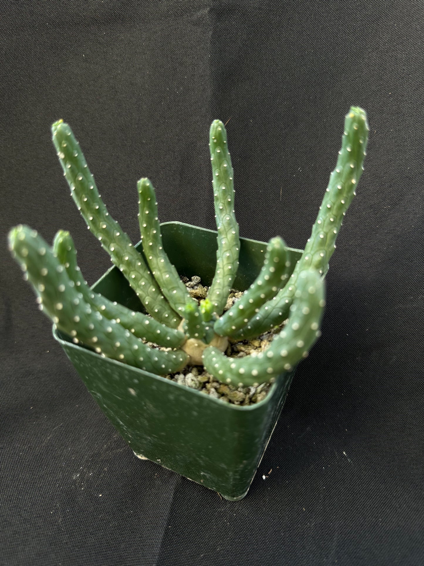 Euphorbia Inermis