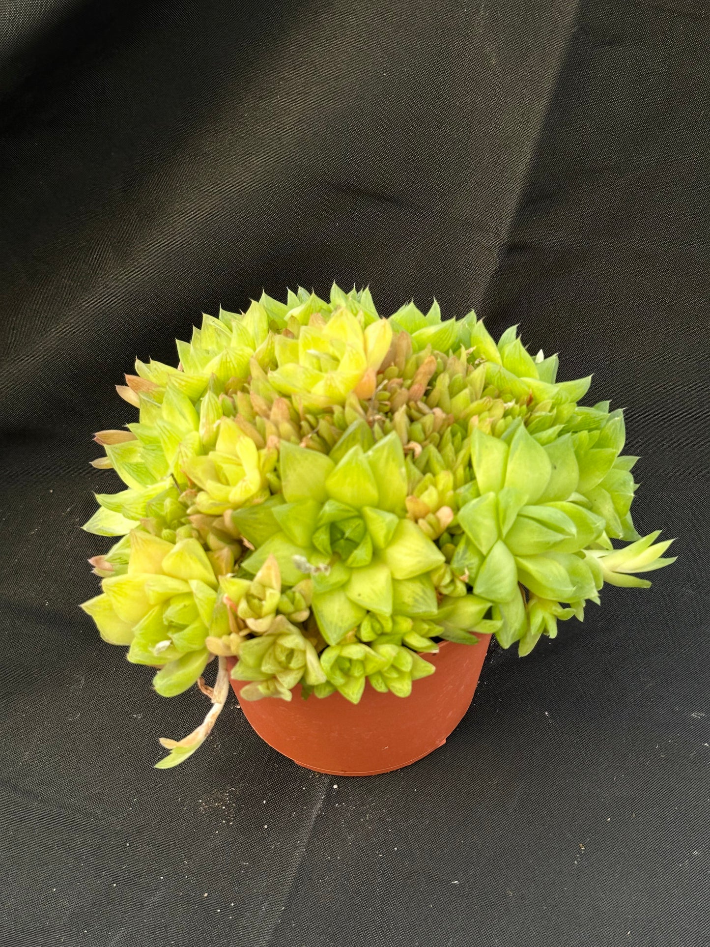 Loaded 6" Haworthia cymbiforis cluster