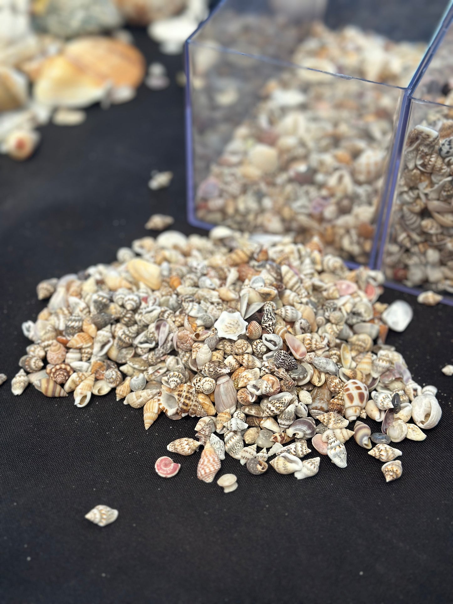 Mini seashells