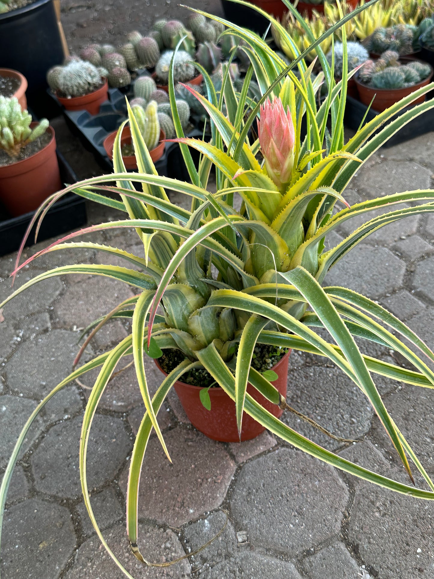 Aztec Gold Variegated Bromeliad Cluster