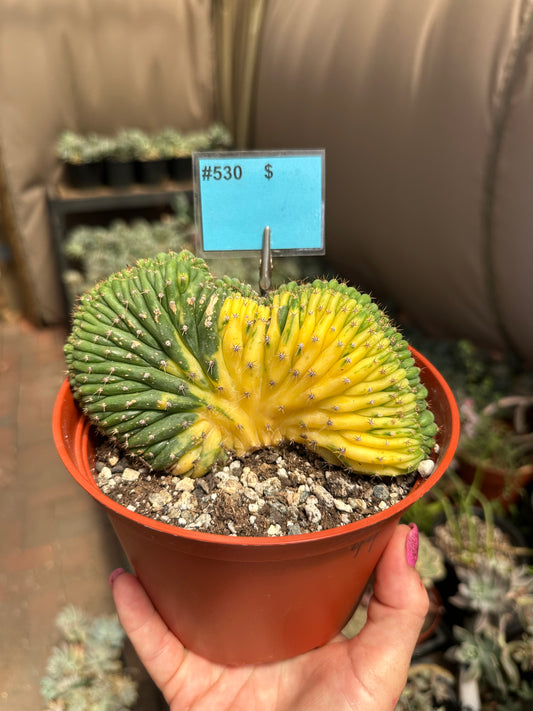 Crested / Variegated San Pedro Cactus