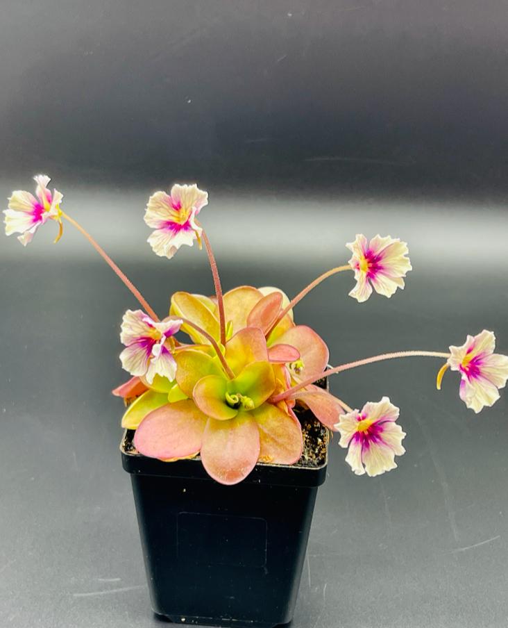 Pinguicula 'Razzberry Blonde'