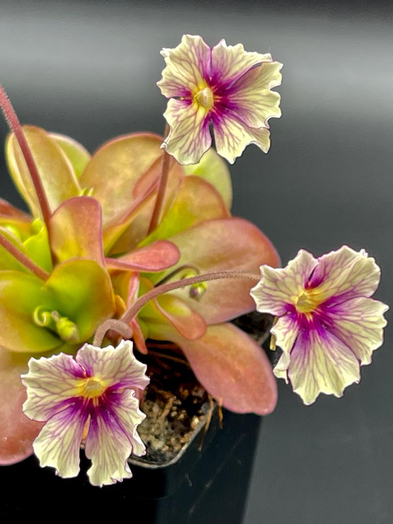 Pinguicula 'Razzberry Blonde'