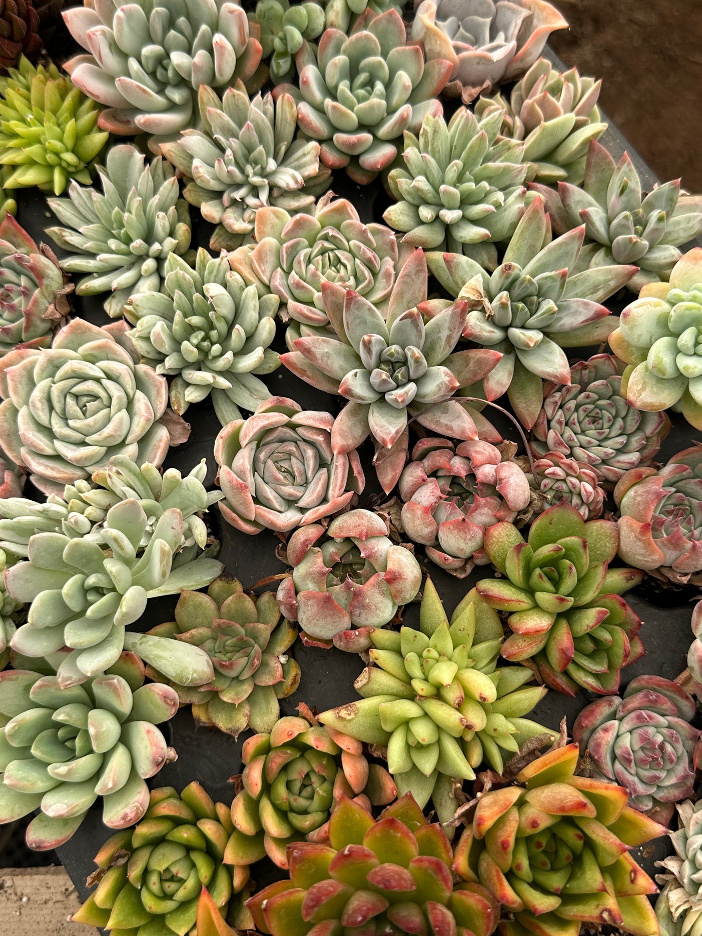 Pixie Flat - 72 mini (baby) succulents