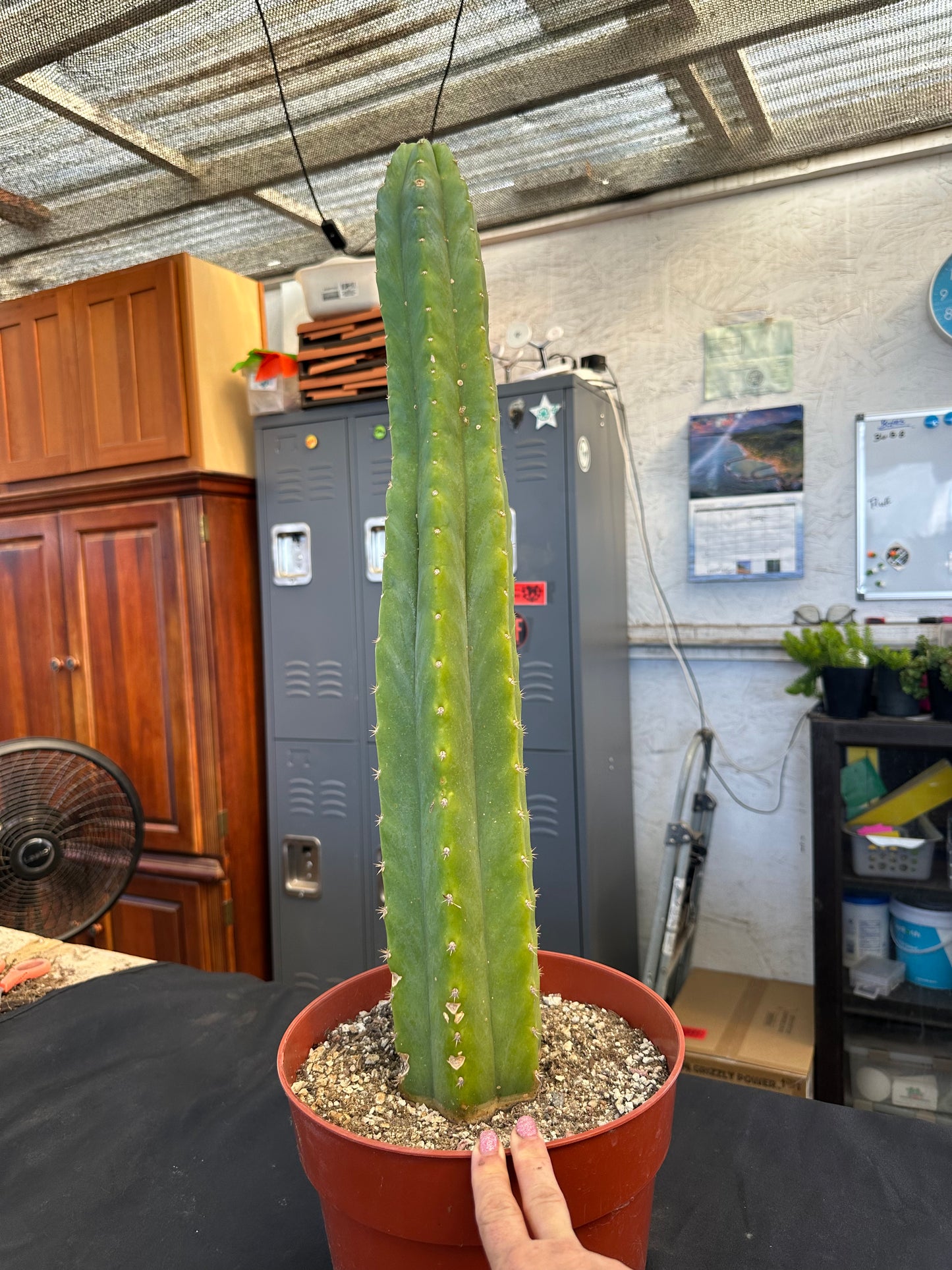 #38 Ornamental San Pedro cactus