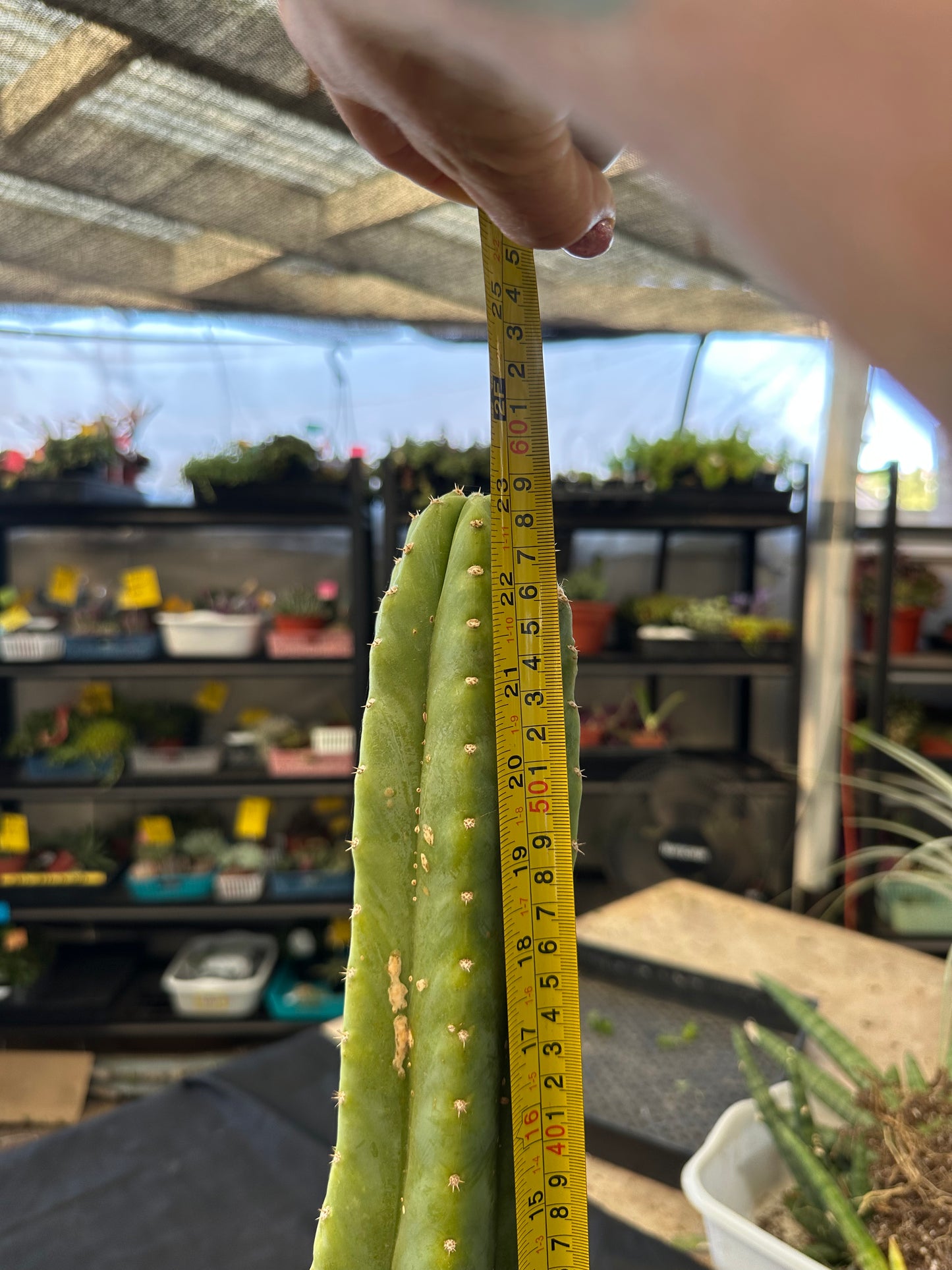#38 Ornamental San Pedro cactus