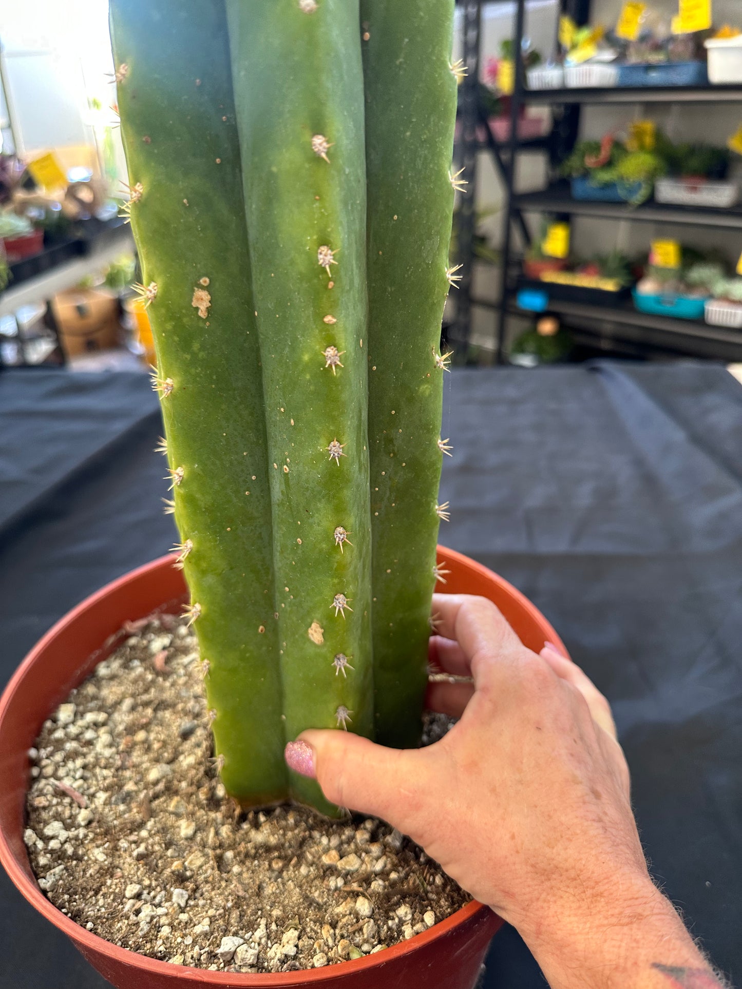 #38 Ornamental San Pedro cactus